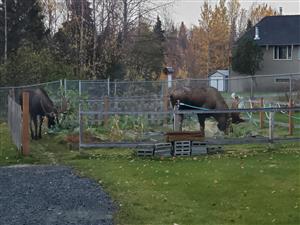 2 bull moose eating our community garden in October 2020 